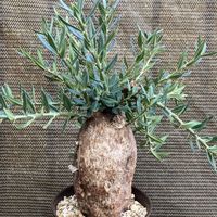 パキポディウム,パキポディウム・ビスピノーサム,多肉植物,塊根植物,コーデックスの画像