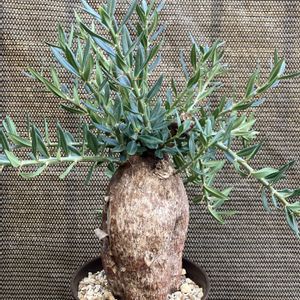 パキポディウム,パキポディウム・ビスピノーサム,多肉植物,塊根植物,コーデックスの画像