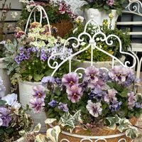 ネメシア,マトリカリア,プリムラ マラコイデス,花かんざし,ウィンティーの画像