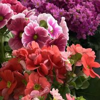 プリムラマラコイデス,プリムラオブコニカ,私のお気に入り,癒やしと喜び,フラワーショップのお花の画像