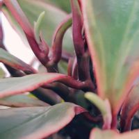 ペペロミア,ペペロミア  ジェリーライトの画像