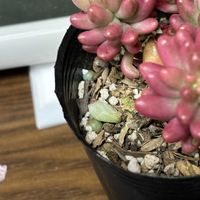 オーロラ,多肉植物,多肉初心者,多肉植物のある暮らしの画像