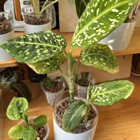 サトイモ科,ディフェンバキア,ディフェンバキア,観葉植物,ハイドロカルチャーの画像