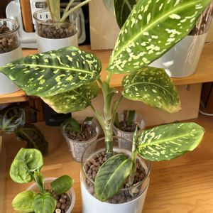 サトイモ科,ディフェンバキア,ディフェンバキア,観葉植物,ハイドロカルチャーの画像