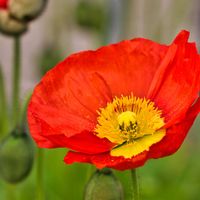 ポピー,ヤグルマギク,菜の花,トンビ,千倉の道の駅の画像