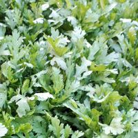 シュンギク,春菊,花言葉,プチ家庭菜園,今日のお花の画像