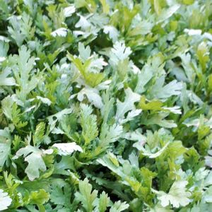 シュンギク,春菊,花言葉,プチ家庭菜園,今日のお花の画像