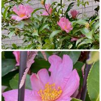 サザンカ,スミレ,山茶花,ピンクの花,アスファルトの隙間からの画像