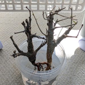 ボスウェリア・ネグレクタ,センナ・メリディオナリス,今日の一枚,珍奇植物,おうち園芸の画像