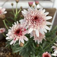 マーガレット,マーガレット レディフレア,ガーデニング,八重咲き,花のある暮らしの画像