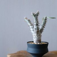 パキポディウム・デンシフローラム,多肉植物,観葉植物,パキポディウム属,リビング・ダイニングの画像