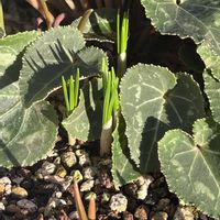 クロッカス,ガーデンシクラメン,原種チューリップ,球根,球根植物の画像