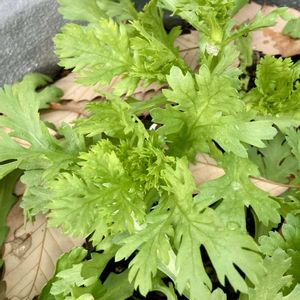 プランター栽培,嬉しい❤️,今日のお花,名古屋市,感謝❤️の画像