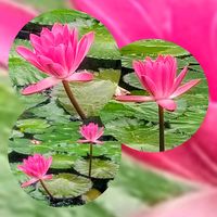 スイレン,スイレン,熱帯スイレン,ルーチェ,花のある暮らしの画像