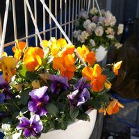 寄せ植え,鉢植え,ガーデニング,散策,壁掛けの画像