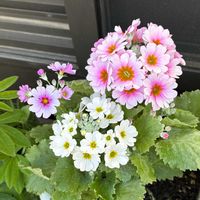 サクラソウ,かわいい,きれい,花のある暮らし,いやし♡の画像