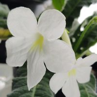 ストレプトカーパス,ストレプトカーパス ・ピュアホワイト,花のある暮らし,イワタバコ科,北海道からの画像