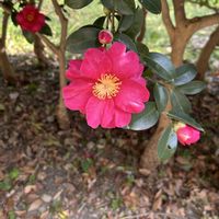 寒椿,お出かけの画像