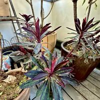 ユーフォルビア ブラックバード,多肉植物,観葉植物,ユーフォルビア,花のある暮らしの画像