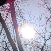 ジューンベリー,ムクゲ,アカシデ,ムクゲの種,ムクゲ（木槿）の画像