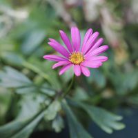 エキナセア,ビオラ,植物のある暮らし,雪国,おうち園芸の画像