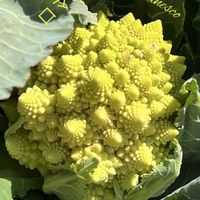 ロマネスコ,キャベツ,芽キャベツ,さやえんどう豆の苗,私のお気に入りの画像