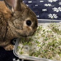 スプラウト,ブロッコリーの画像