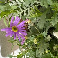 ブラキカムの画像