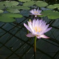 スイレン,スイレン,掛川花鳥園の画像