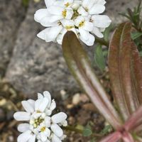 イベリス,宿根フロックス,ナチュラルガーデン,冬を楽しむ,お庭の花たちの画像