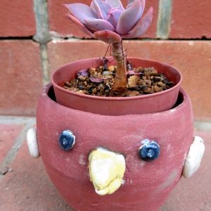 初恋,パープルキング,ハツコイ,多肉植物,鉢植えの画像