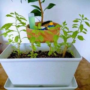 クコ,ルナリア(合田草),挿し木,つぶやき,北海道の画像