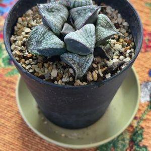 ハオルチア,多肉植物,ハオルチア属,多肉初心者,水やりの画像