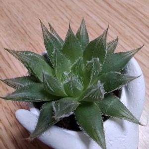 ハオルチア,ハオルチア　白ウサギ,成長記録,癒しの画像