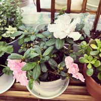 アザレアの画像