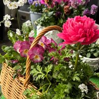 アネモネ,アリッサム,アリッサム,サクラソウ,パンジー・ビオラの画像