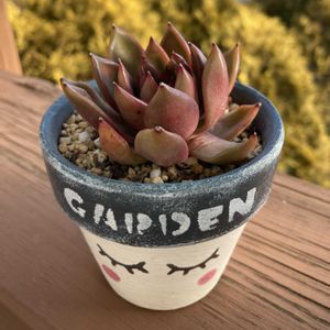 紅葉する多肉,多肉女子,心ほっこりの画像