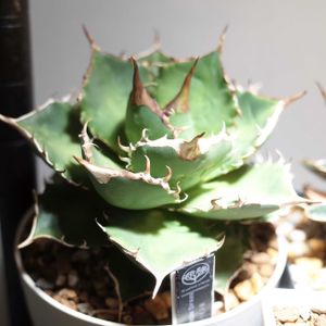 アガベ チタノタ,アガベ チタノタ 夕映厳竜,多肉植物,観葉植物,グリーンインテリアの画像
