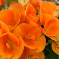 ベゴニアの画像