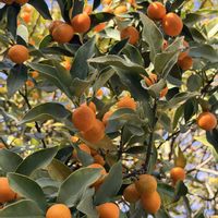 キンカン,旅の思い出,兵庫県三田市,コラージュ仲間達,移住後の生活の画像