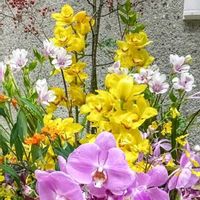 シンビジウム,胡蝶蘭,洋ラン,いつもありがとう♡,花のある暮らしの画像