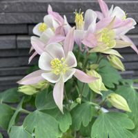 オダマキ,スミレ,可愛い,癒される,素敵の画像