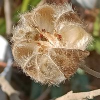 フヨウ,フヨウ,オケラ.,オケラ.,春待ちの画像