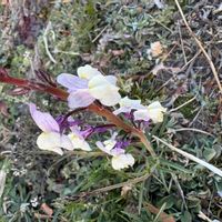 リナリアの画像