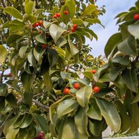 ソヨゴ,ソヨゴの実,癒し,節分祭,湊川神社の画像
