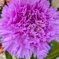 カーネーション,カーネーション,カトレア,カトレア,ストックの画像