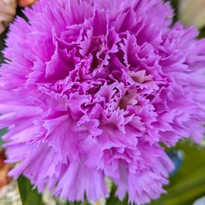 カーネーション,カーネーション,カトレア,カトレア,ストックの画像