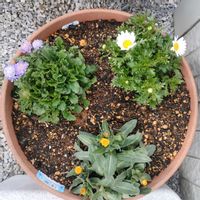 クロッカス,チューリップ,ノースポール,スカビオサ ブルーバルーン,カレンデュラ 冬しらずの画像