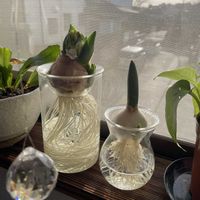 チューリップ,ヒヤシンス,ポトス,アスプレニウム,多肉植物の画像