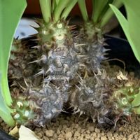 ハナキリン,ユーフォルビア,塊根植物,タニパト,コメリパワーの画像